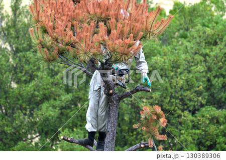 松くい虫被害木の伐採　植木職人の作業風景 130389306