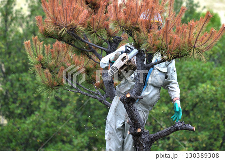 松くい虫被害木の伐採 植木職人の作業風景 松くい虫被害木の伐採 植木職人の作業風景 130389308