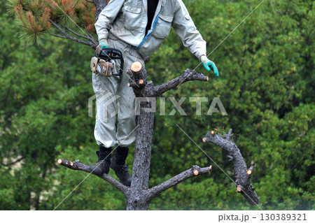 松くい虫被害木の伐採　植木職人の作業風景 130389321