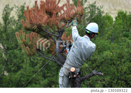 松くい虫被害木の伐採　植木職人の作業風景 130389322