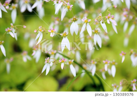 可愛い ユキノシタの花 可愛い ユキノシタの花 130389376