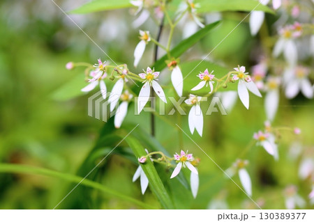 可愛い　ユキノシタの花 130389377