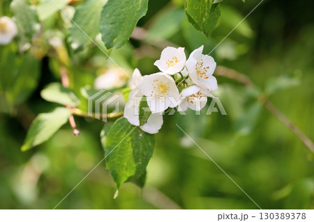 爽やか　バイカウツギの花　イノセンス 130389378