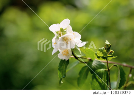 爽やか　バイカウツギの花　イノセンス 130389379