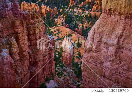 Bryce Canyon Hoodoos and Forested Trail at Sunrise in Queens Garden Navajo Loop 130389760