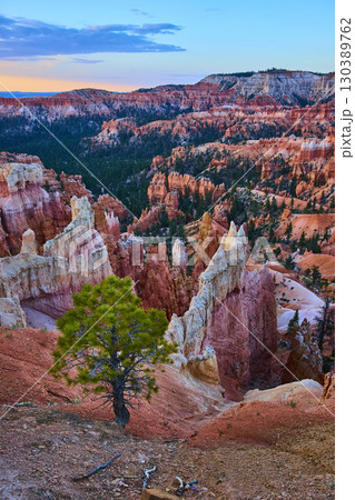Lone Tree and Hoodoos at Sunrise Bryce Canyon National Park Golden Hour Landscape 130389762