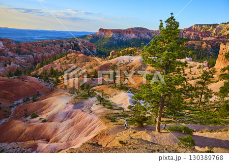 Lone Tree and Hoodoo Landscape in Bryce Canyon National Park Utah at Sunrise 130389768