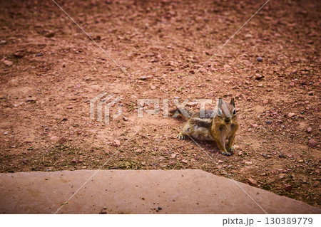 Chipmunk on Red Earth in Bryce Canyon National Park Wildlife and Nature Utah Chipmunk on Red Earth in Bryce Canyon National Park Wildlife and Nature Utah 130389779