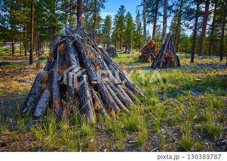 Burning Piles of Cut Timber in Forest Clearing with Pine Trees and Grassy Ground Burning Piles of Cut Timber in Forest Clearing with Pine Trees and Grassy Ground 130389787