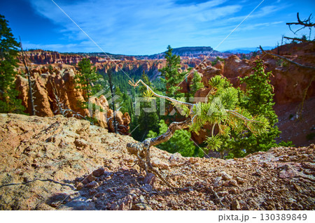 Lone Pine Tree on Rocky Cliff Edge with Hoodoos and Forest Bryce Canyon National Park 130389849