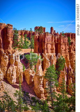 Bryce Canyon Hoodoos and Pine Trees Under Clear Blue Sky in Utah 130389857