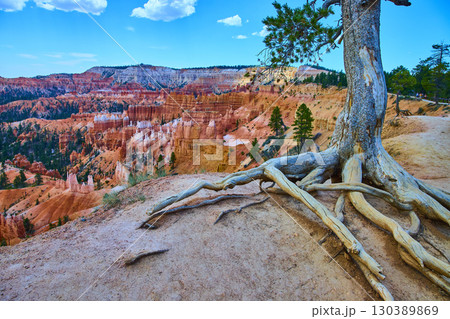 Lone Tree and Dramatic Hoodoos at Sunrise Point Bryce Canyon National Park 130389869