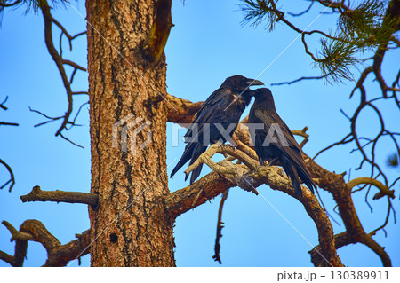 Raven Pair Perched on Tree Branch with Blue Sky and Natural Forest Mood 130389911