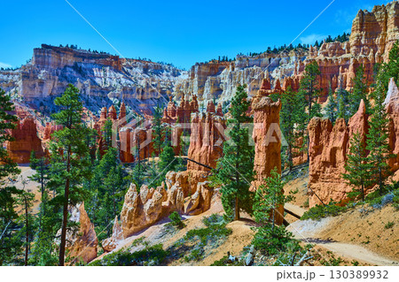 Bryce Canyon Hoodoos Pine Trees and Trail on Peekaboo Loop in Bright Sunlight 130389932