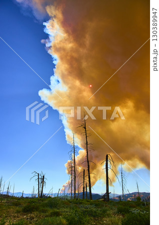 Wildfire Smoke Plume Towering Over Burned Forest Trees Under Blue Sky Wildfire Smoke Plume Towering Over Burned Forest Trees Under Blue Sky 130389947