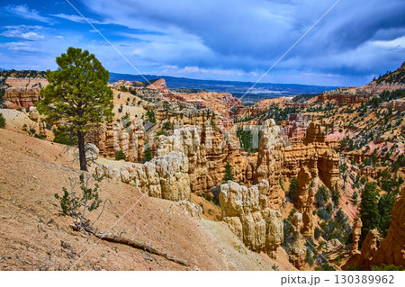 Lone Tree with Hoodoos and Dramatic Canyon Landscape in Bryce Canyon National Park Lone Tree with Hoodoos and Dramatic Canyon Landscape in Bryce Canyon National Park 130389962