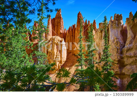 Hoodoos and Pine Trees Against Blue Sky in Bryce Canyon National Park Utah 130389999