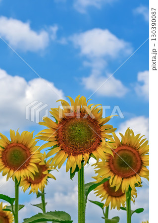 ヒマワリの花（Sunflower） 130390087
