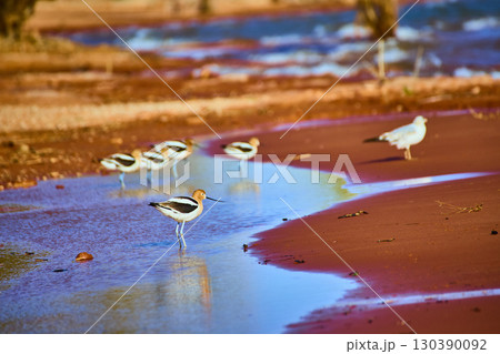 Avocets and Gull in Shallow Lagoon at Golden Hour Eye Level View 130390092