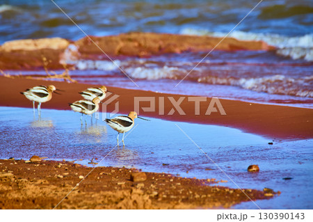 American Avocets Wading Along Shoreline with Gentle Water Motion Eye Level View 130390143