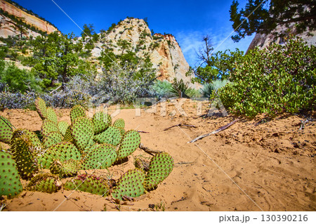 Prickly Pear Cactus and Sandstone Cliffs in Zion Desert Low Angle View 130390216