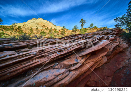 Layered Red Rock Sandstone Cliffs and Desert Trees Ground Level Perspective Layered Red Rock Sandstone Cliffs and Desert Trees Ground Level Perspective 130390222