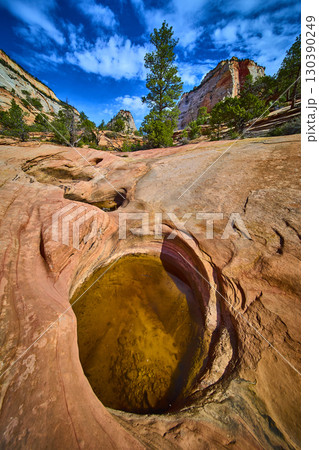 Sandstone Pothole with Water and Pines Zion National Park Low Upward View 130390249