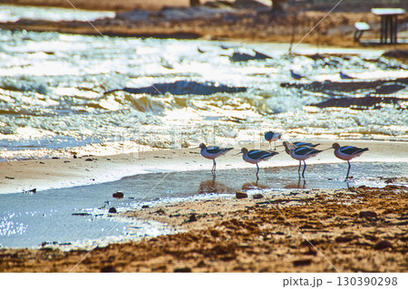 Avocets at Tranquil Lakeshore with Golden Water Reflections Eye Level View 130390298