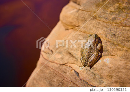 Brown Toad Camouflaged on Sunlit Sandstone Rock Eye Level Close Up Brown Toad Camouflaged on Sunlit Sandstone Rock Eye Level Close Up 130390321