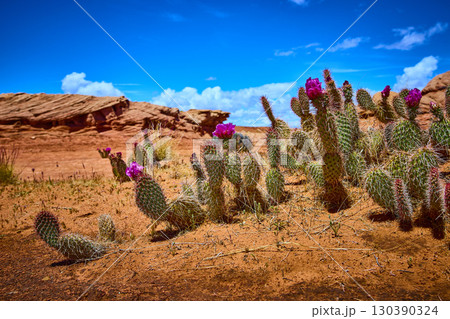 Prickly Pear Cactus Bloom Desert Landscape with Red Rocks and Blue Sky 130390324