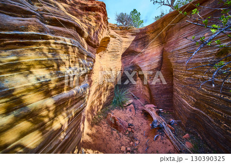 Striated Sandstone Walls and Desert Vegetation in Slot Canyon Immersive Low Angle 130390325