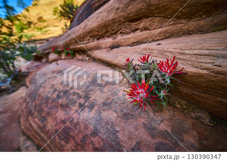 Red Indian Paintbrush Wildflowers Growing from Sandstone Close Up Low Perspective 130390347