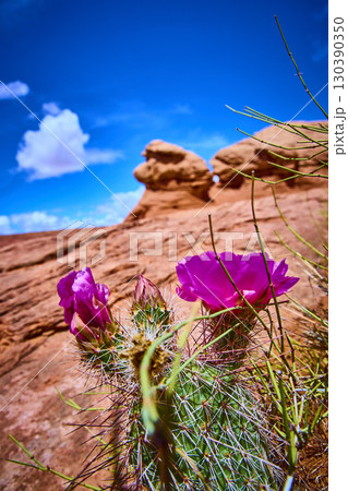 Vibrant Cactus with Magenta Flowers in Desert Bloom Low Angle Perspective Vibrant Cactus with Magenta Flowers in Desert Bloom Low Angle Perspective 130390350