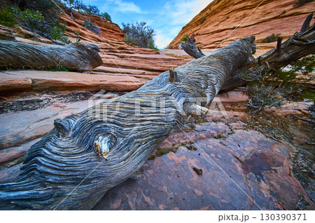 Weathered Tree Trunk on Red Sandstone Desert Terrain Low Angle Close Up 130390371