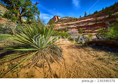 Yucca Plant on Desert Trail with Red Sandstone Cliffs Low Ground Perspective Yucca Plant on Desert Trail with Red Sandstone Cliffs Low Ground Perspective 130390378
