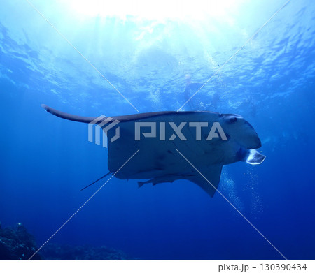 沖縄・石垣島海底でマンタウォッチング 130390434