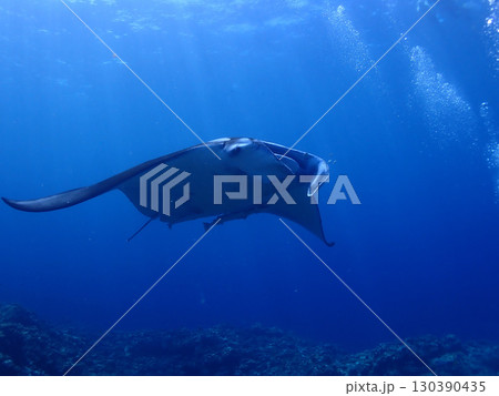 沖縄・石垣島海底でマンタウォッチング 130390435