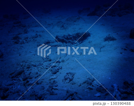 沖縄・石垣島海底にチンアナゴ 130390488