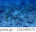 石垣島海底を列になって悠々と泳ぐ魚たち 130390575