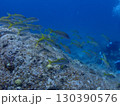 石垣島海底・ダイバーと魚の群れ 130390576