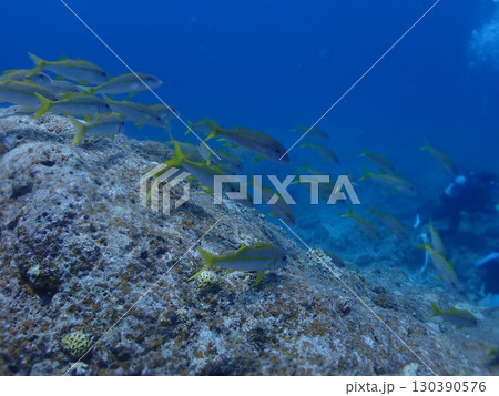 石垣島海底・ダイバーと魚の群れ 石垣島海底・ダイバーと魚の群れ 130390576