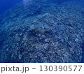敷き詰められた珊瑚絨毯・石垣島海底 130390577