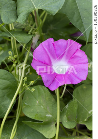 アサガオ 130390826