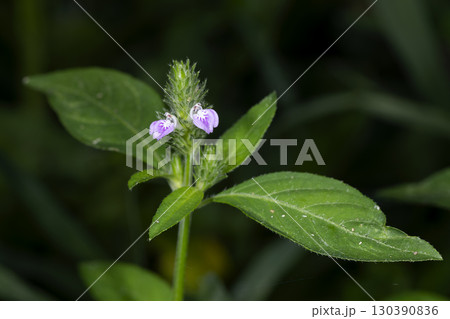 キツネノマゴ 130390836