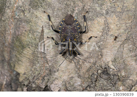 キマダラカメムシ 130390839