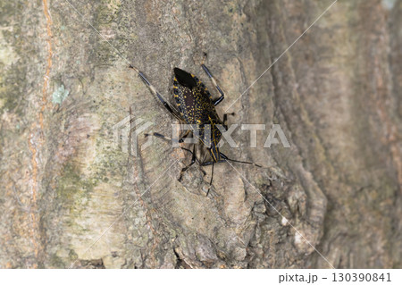 キマダラカメムシ キマダラカメムシ 130390841