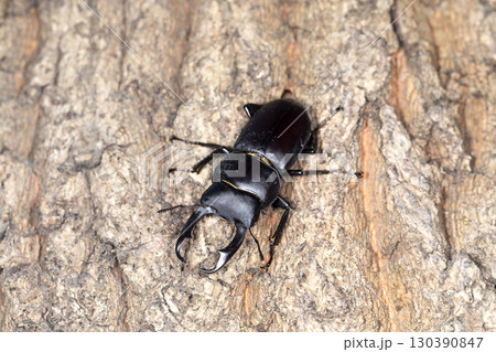 コクワガタ コクワガタ 130390847