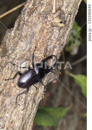 コクワガタ 130390849