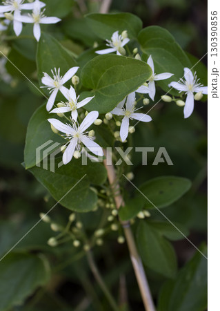 センニンソウ 130390856