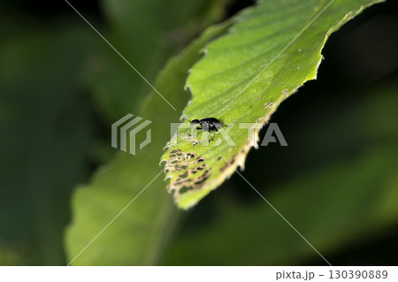 ヒメクロオトシブミ 130390889